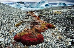 Arctic Soils Fertility will be Restored with the New Technology