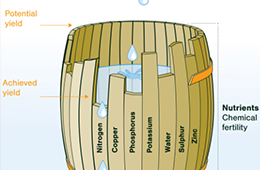 Balanced Plant Nutrition