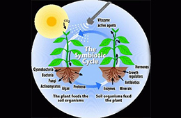 Biostimultants: Myths & Realities