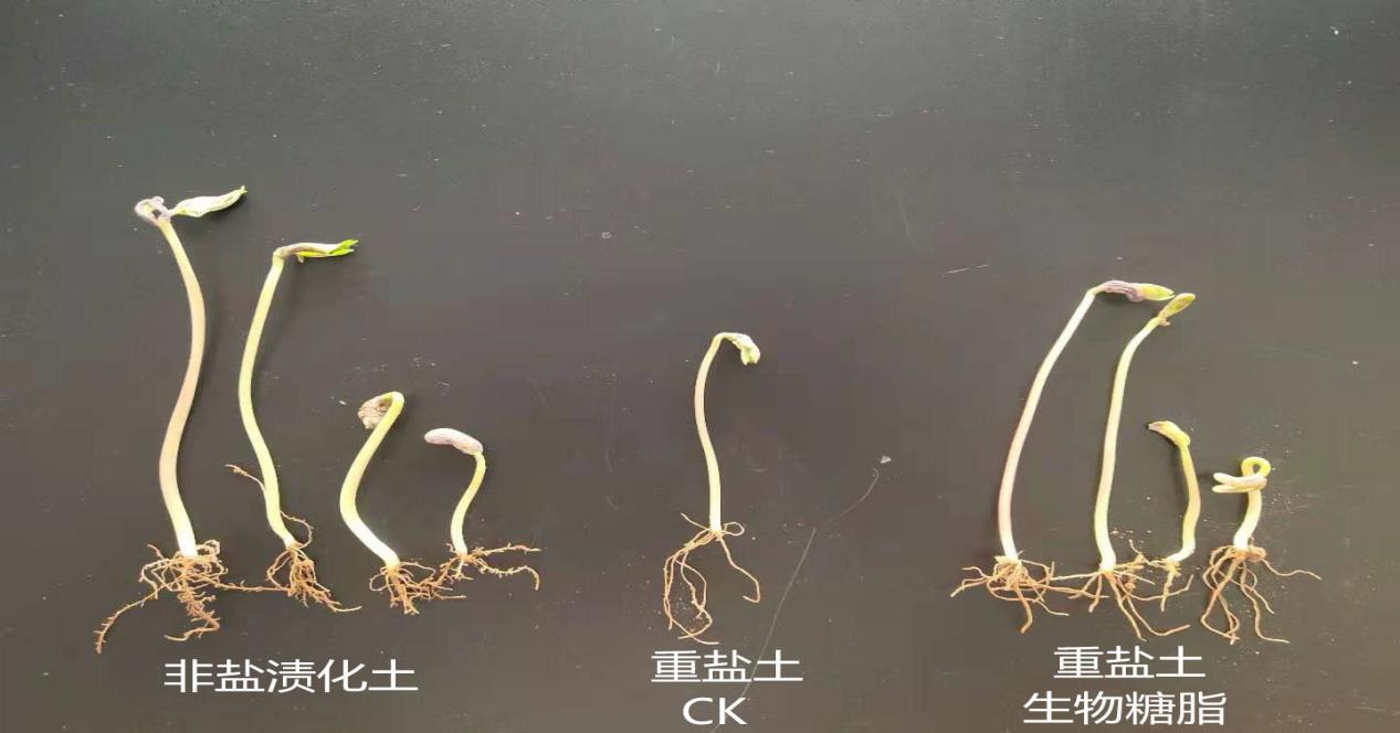   重盐土中两种生物糖脂肥料对种子萌发及长势的影响 