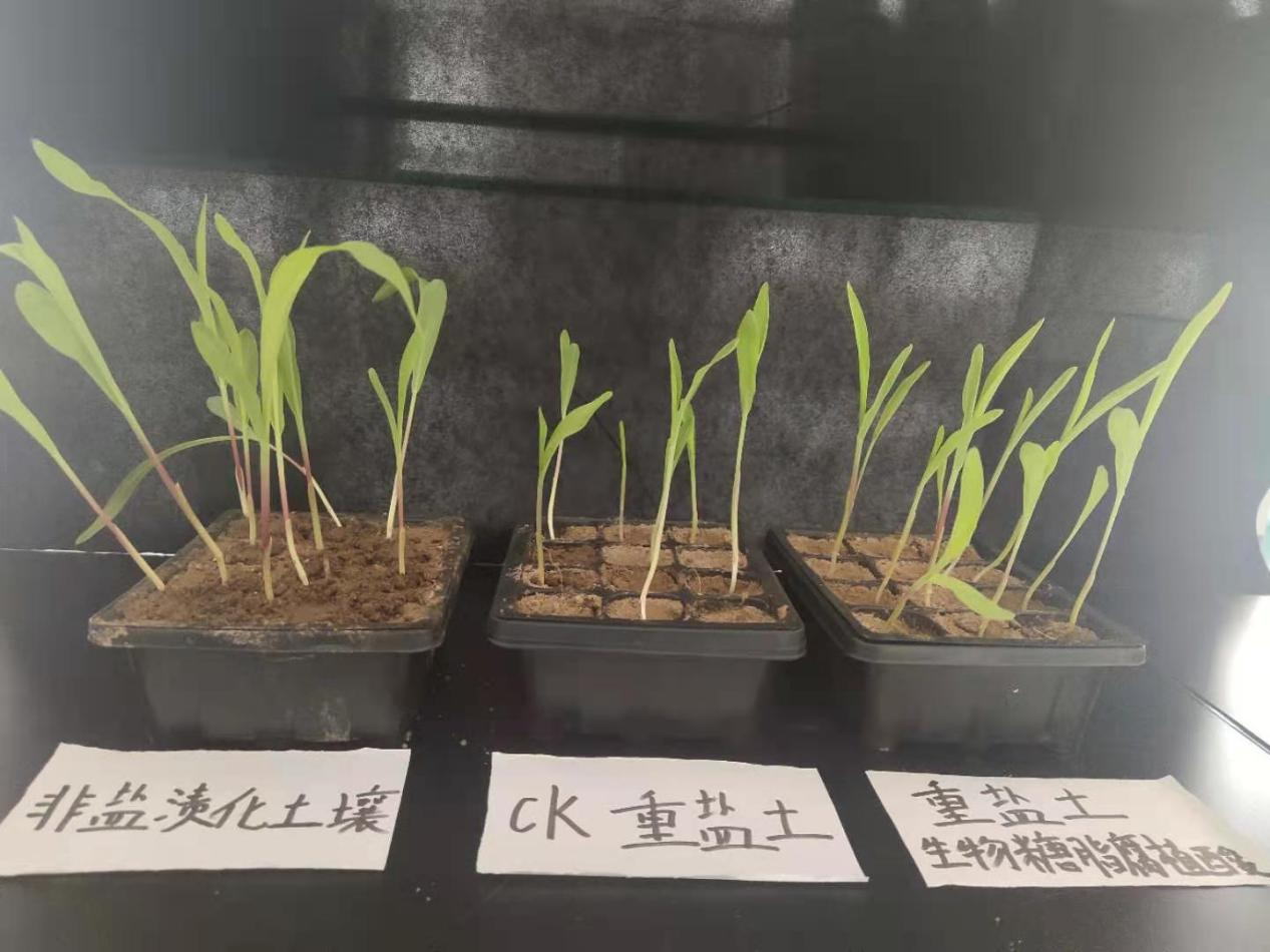 生物糖脂腐植酸对玉米种子萌发及幼苗生长的影响