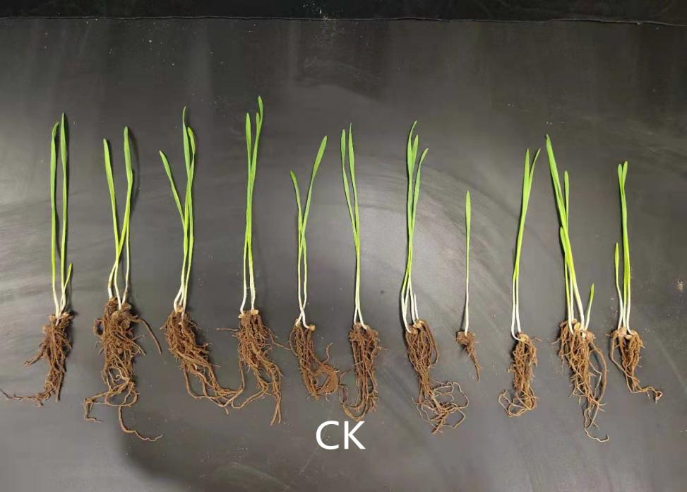 生物糖脂肥料对小麦种子生长发育的影响
