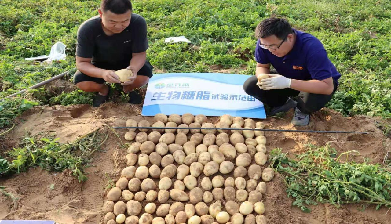 金元糖沃悬在马铃薯V7使用效果