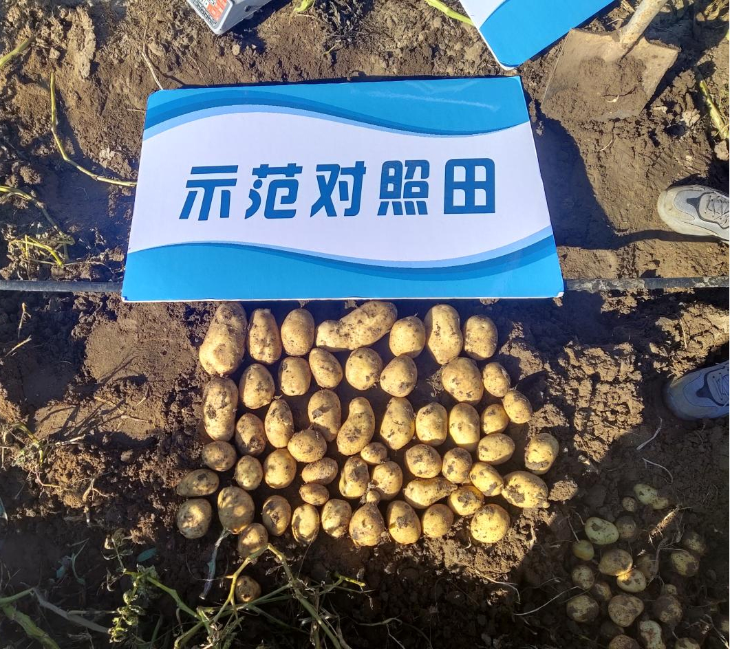 金元糖沃悬在马铃薯希森6号使用效果