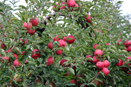 金元糖氨基酸肥料减量增效对比试验