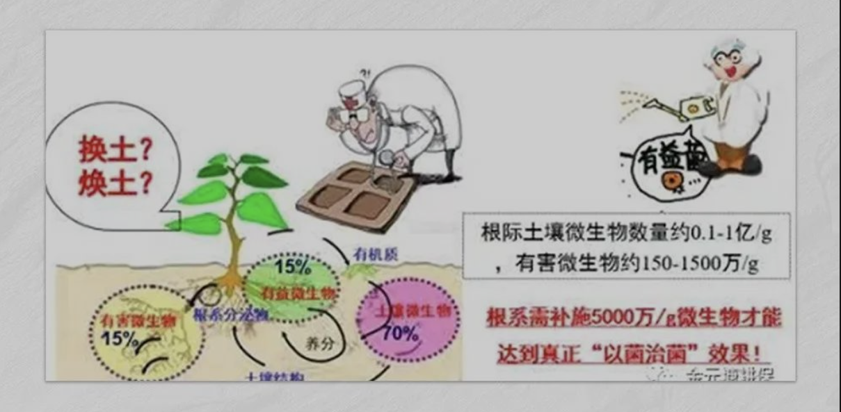娄氏帮收® 微生物菌剂 ▏作物生根、抗病新方案