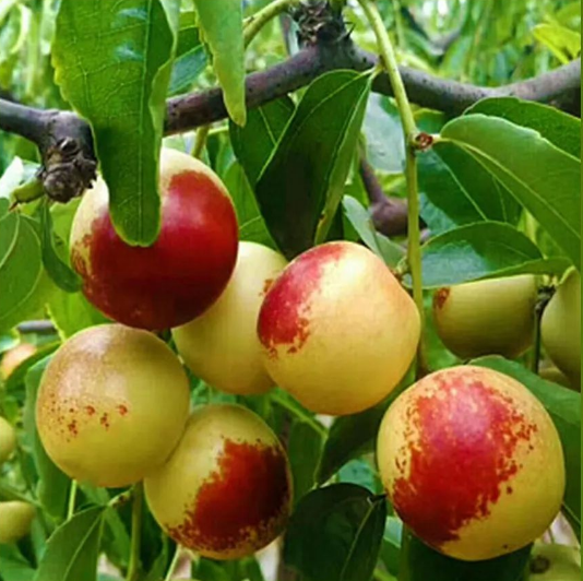 金元糖生防特种肥料 冬枣试验示范，传来特大喜讯