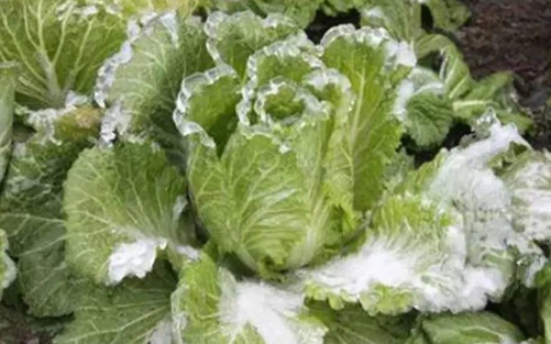 寒潮来袭，别忘了给作物穿“秋裤”